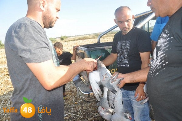 7amam lud monir 908 (25).JPG